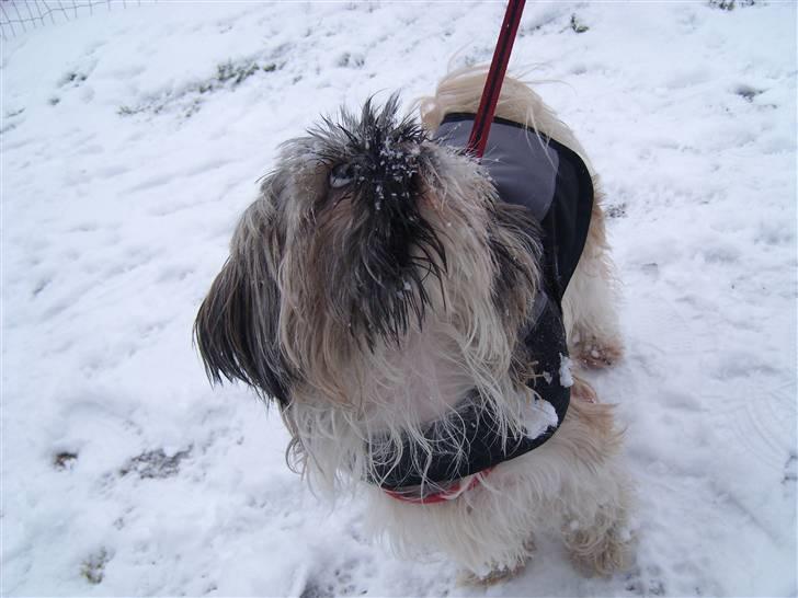 Shih tzu malu og milla her - hun er så sød her hehe billede 10