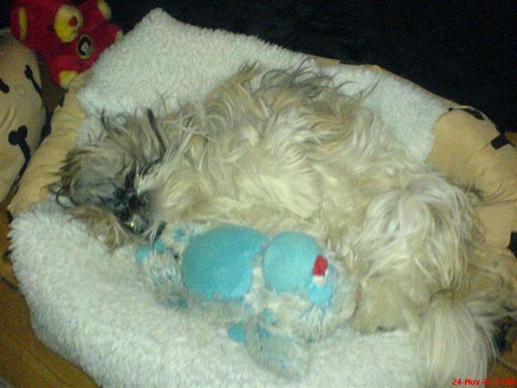 Shih tzu malu og milla her - sove tid :) billede 11