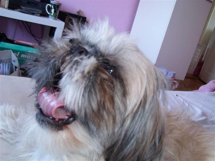 Shih tzu malu og milla her - når når lille malu hehe billede 12