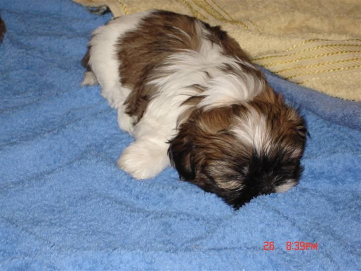 Shih tzu malu og milla her billede 13