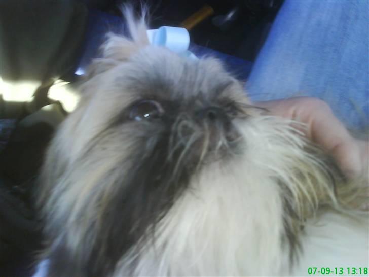 Shih tzu malu og milla her - der kan man se hendes øjne hun er li blivet klippet  billede 14