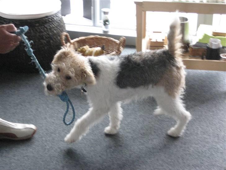 Ruhåret foxterrier Bailey - At trække tov er bare den bedste leg i verden billede 7