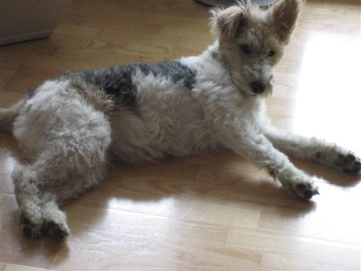 Ruhåret foxterrier Bailey - Hallo, jeg snupper mig jo bare en lille "morfar" billede 8