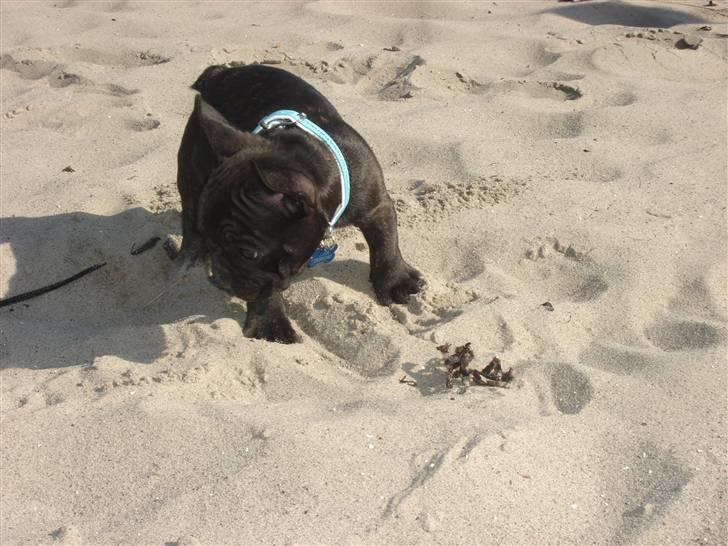Fransk bulldog Koda (Lancome's Æmmerick) - Det var bare SÅ sjovt at lege nede på stranden idag billede 7