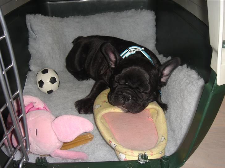 Fransk bulldog Koda (Lancome's Æmmerick) - Jeg sov så tungt jeg ikke engang opdagede mor fik et billede af mig imens billede 8