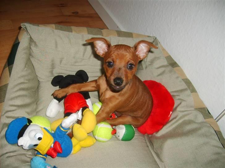 Dvaergpinscher Hjalte - Hjalte leger i sin kurv, 8-9 uger gammel billede 1