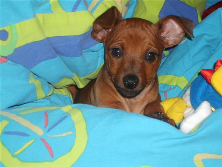 Dvaergpinscher Hjalte - Hjalte putter i sin dyne billede 2