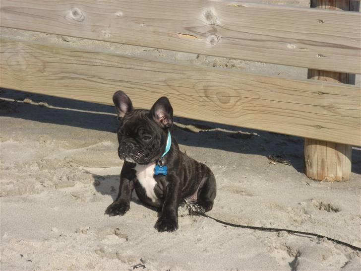 Fransk bulldog Koda (Lancome's Æmmerick) - Er jeg ikke bare rigtig flot?  billede 9