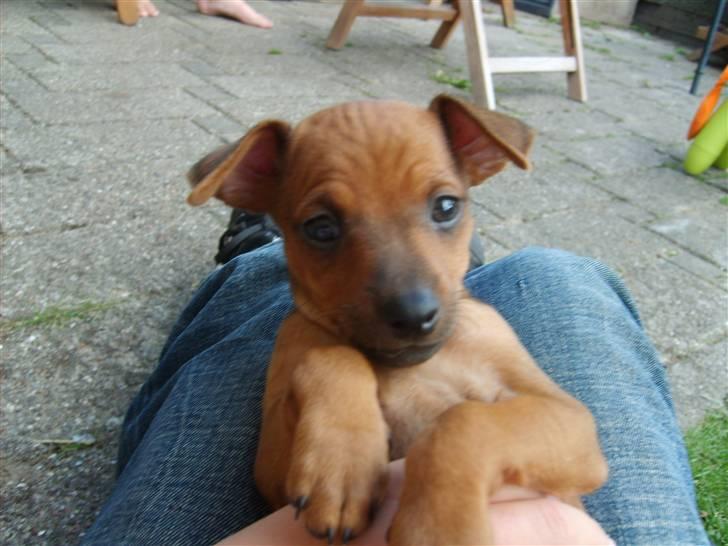 Dvaergpinscher Hjalte - Hjalte seks uger gammel billede 3