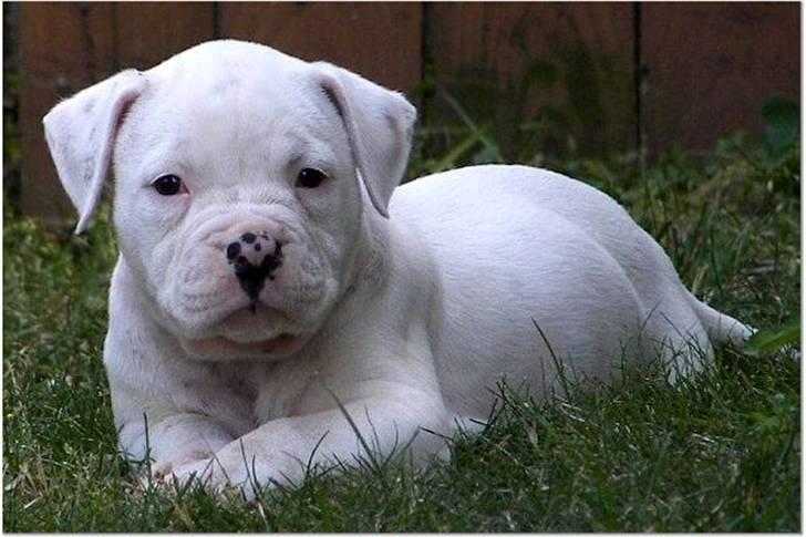 Amerikansk bulldog Mango (Rest In peace) billede 1