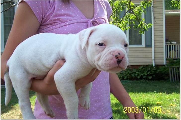 Amerikansk bulldog Mango (Rest In peace) billede 2