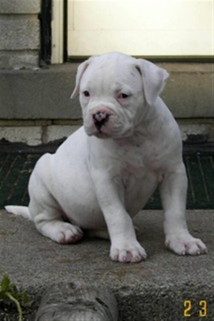 Amerikansk bulldog Mango (Rest In peace) billede 3