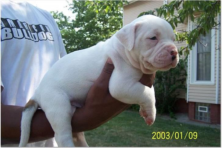 Amerikansk bulldog Mango (Rest In peace) billede 4