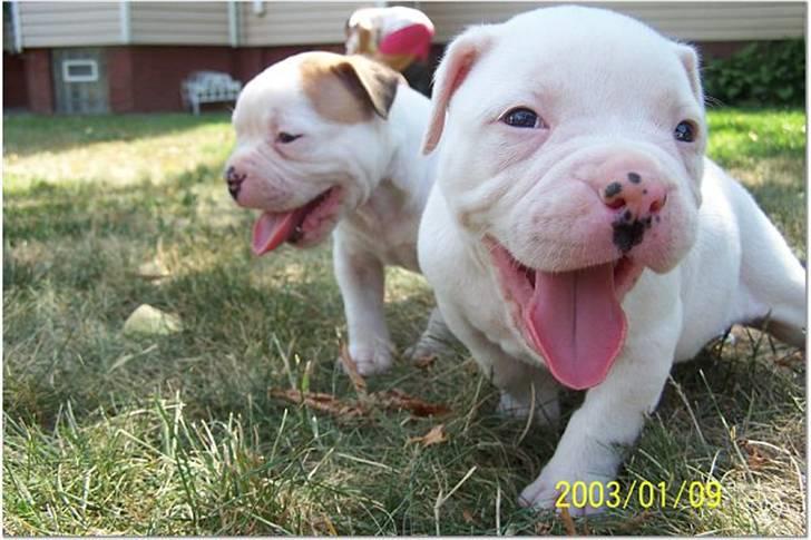 Amerikansk bulldog Mango (Rest In peace) billede 5