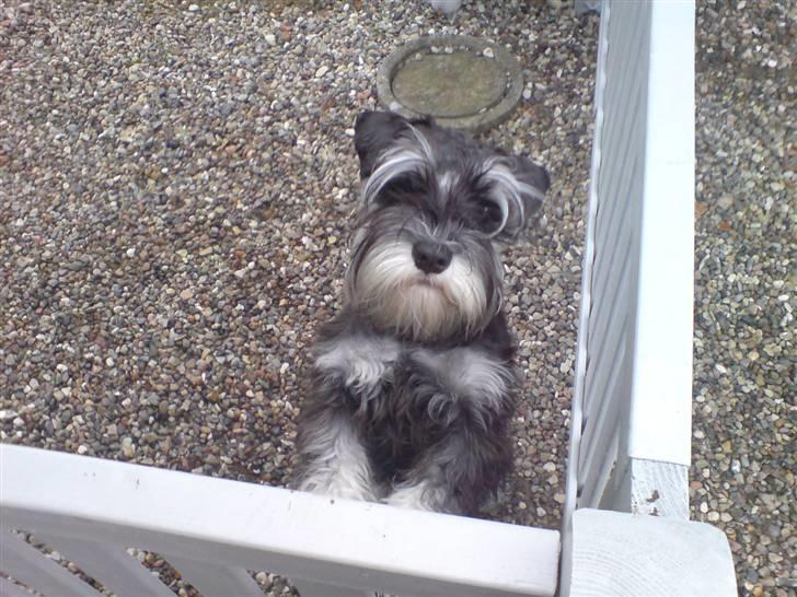 Dvaergschnauzer Baloo billede 1