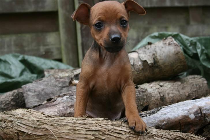 Dvaergpinscher Hjalte - Hjalte tror han er en rigtig stor og farlig hund billede 4