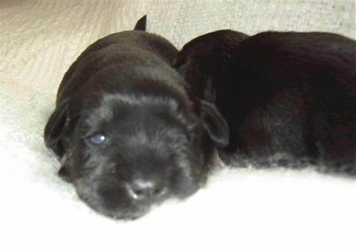 Dvaergschnauzer Baloo billede 2