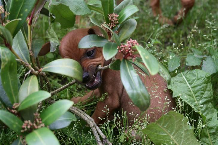 Dvaergpinscher Hjalte - Hjalte elsker at bide og udforske nye ting billede 5