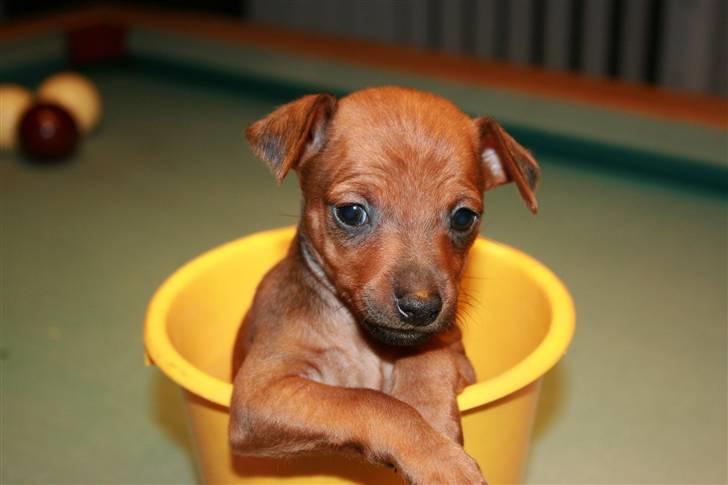 Dvaergpinscher Hjalte - Hjalte hygger i en spand billede 6