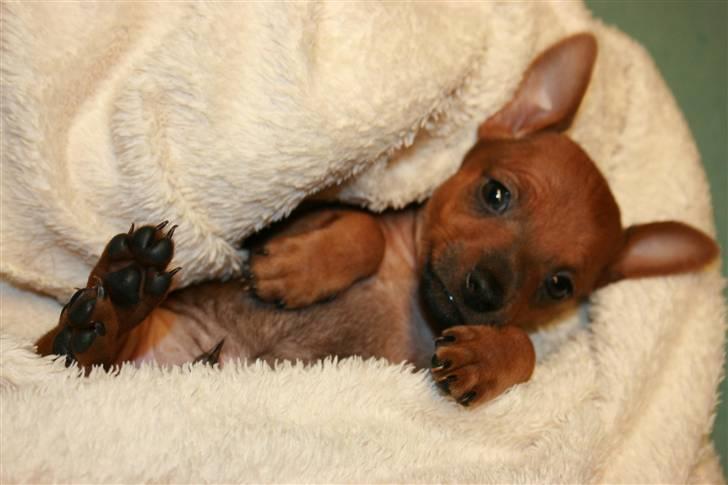 Dvaergpinscher Hjalte - Hjalte 5 uger gammel billede 7