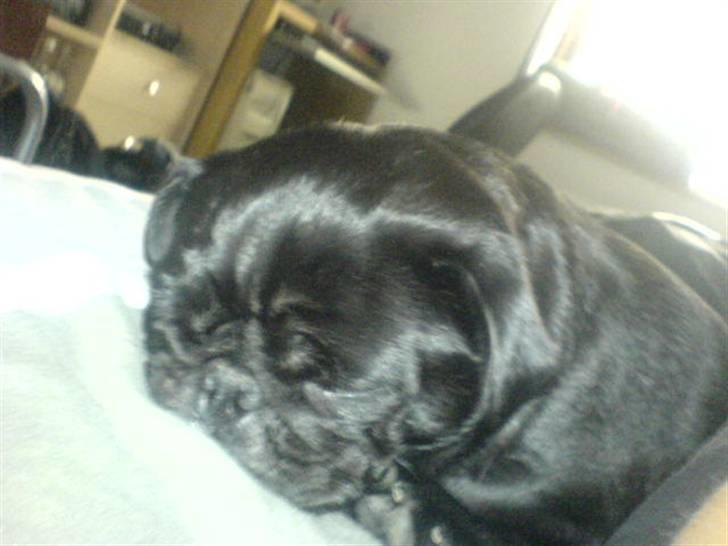 Mops emma *himmelhund* - det er nu dejligt med en lille morfar zzZZZ billede 6