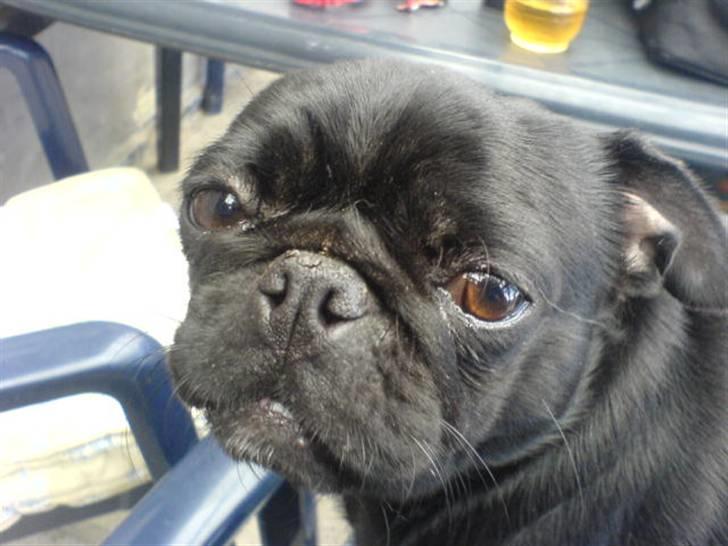 Mops emma *himmelhund* billede 7