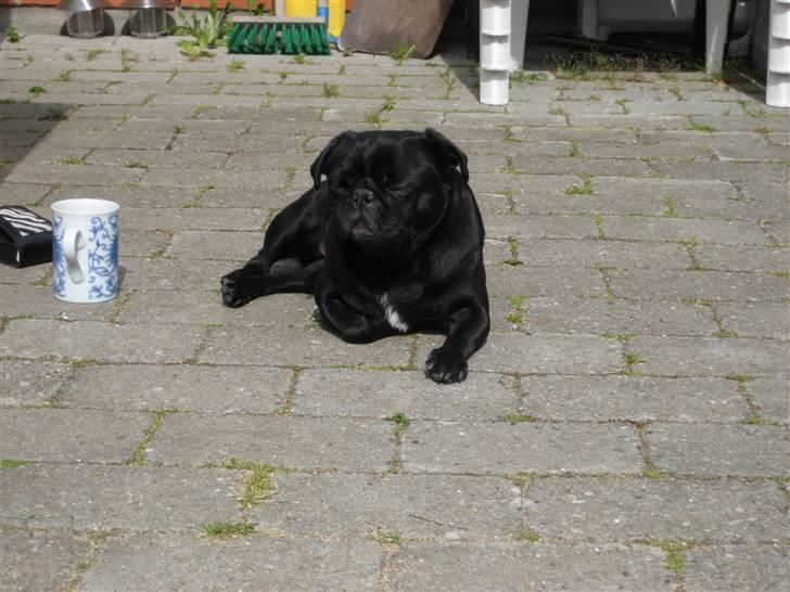 Mops emma *himmelhund* billede 8