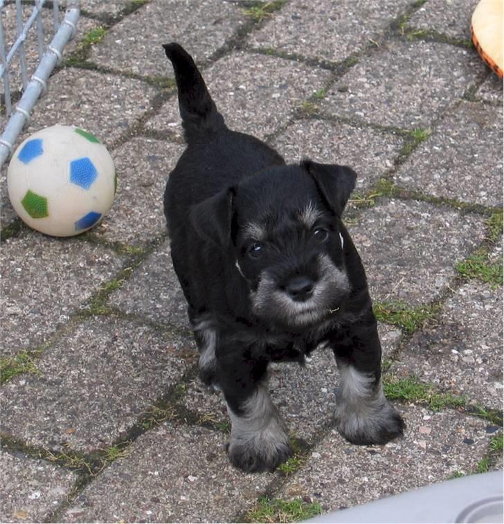 Dvaergschnauzer Baloo billede 3