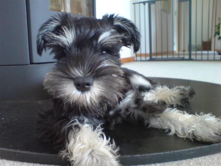 Dvaergschnauzer Baloo billede 4