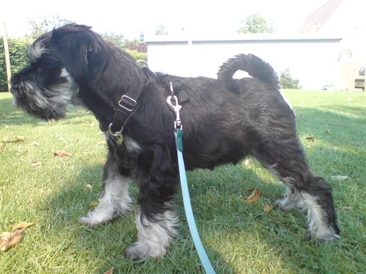 Dvaergschnauzer Baloo billede 5