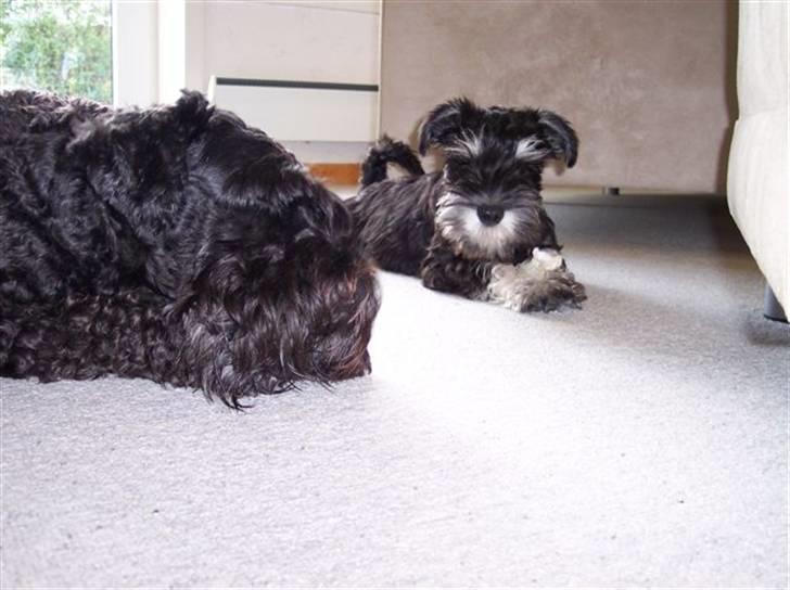 Dvaergschnauzer Baloo billede 6