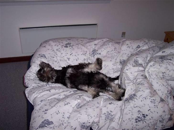 Dvaergschnauzer Baloo billede 7