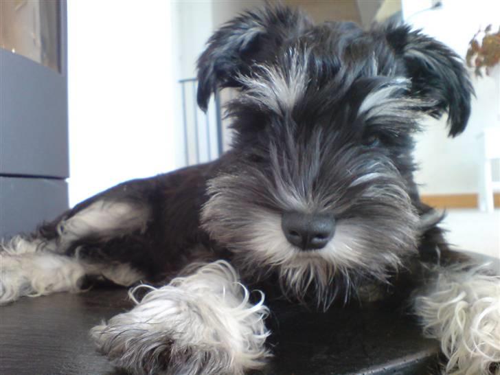 Dvaergschnauzer Baloo billede 8