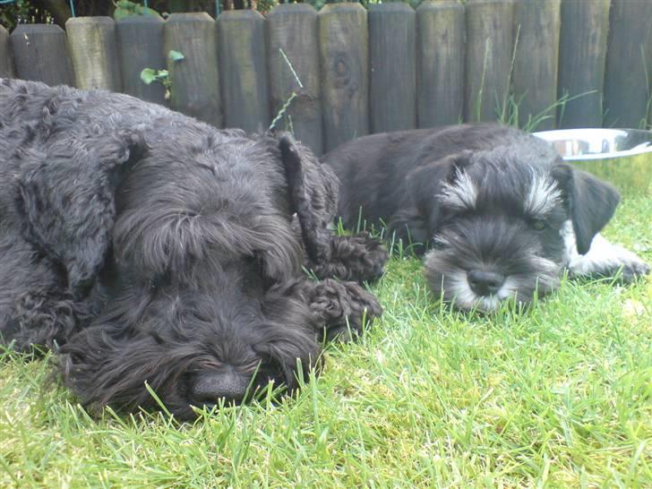 Dvaergschnauzer Baloo billede 9