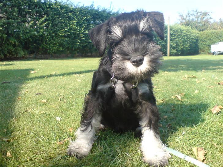 Dvaergschnauzer Baloo billede 10