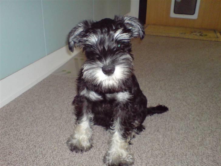 Dvaergschnauzer Baloo billede 11