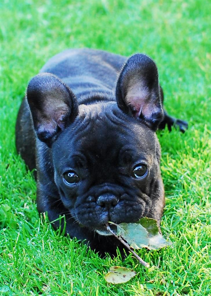 Fransk bulldog Koda (Lancome's Æmmerick) - Jeg er en rigtig dygtig foto model billede 10