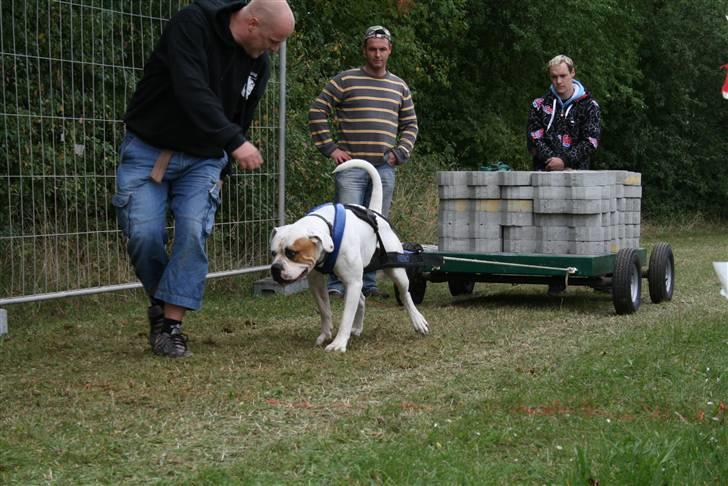 Amerikansk bulldog Nemo billede 12