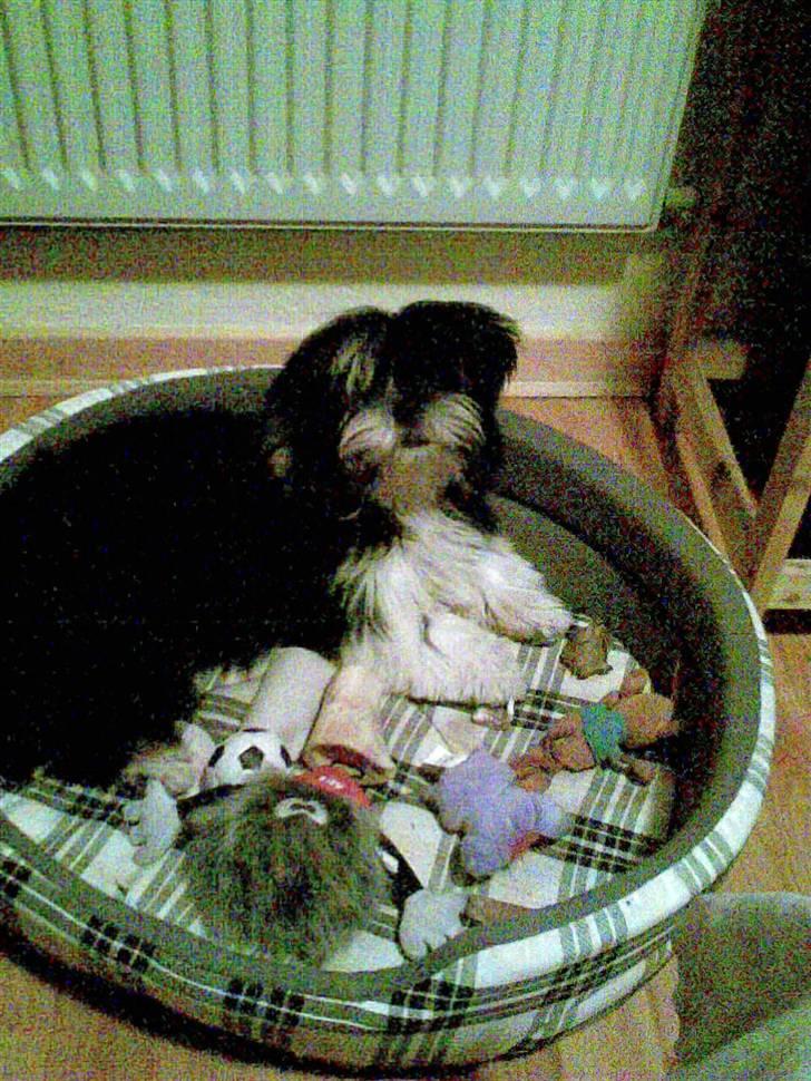 Lhasa apso Anton - Hygge i kurven billede 2