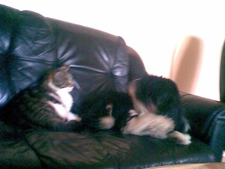 Lhasa apso Anton - Hygge med Mini billede 3