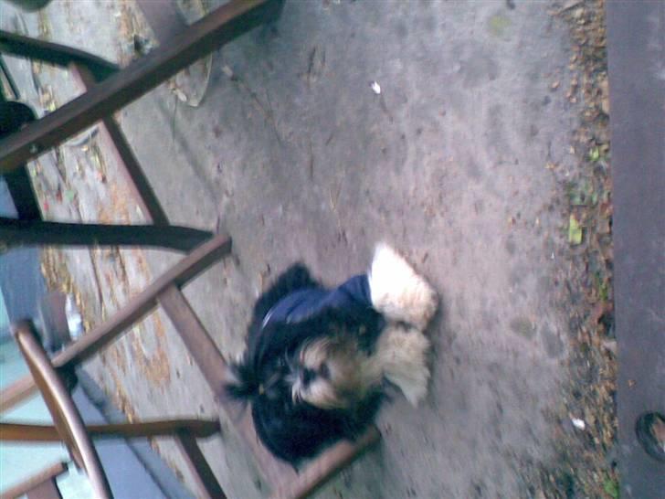 Lhasa apso Anton - Dejligt at være ude billede 4