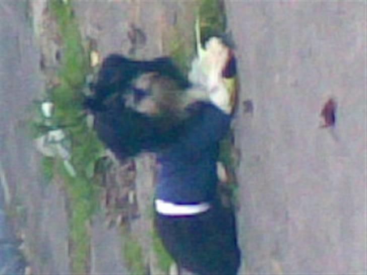 Lhasa apso Anton billede 5