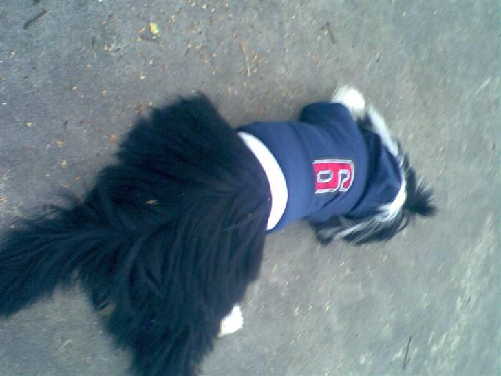 Lhasa apso Anton - Anton flader lige ud billede 6