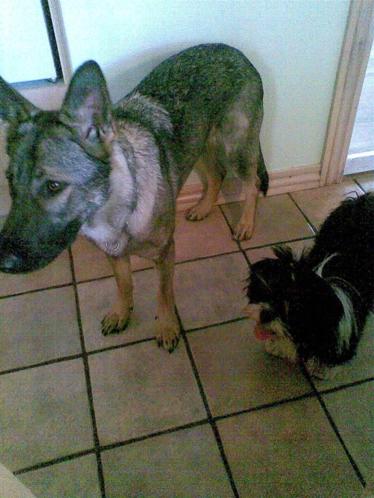 Lhasa apso Anton - Beauty og Anton billede 7