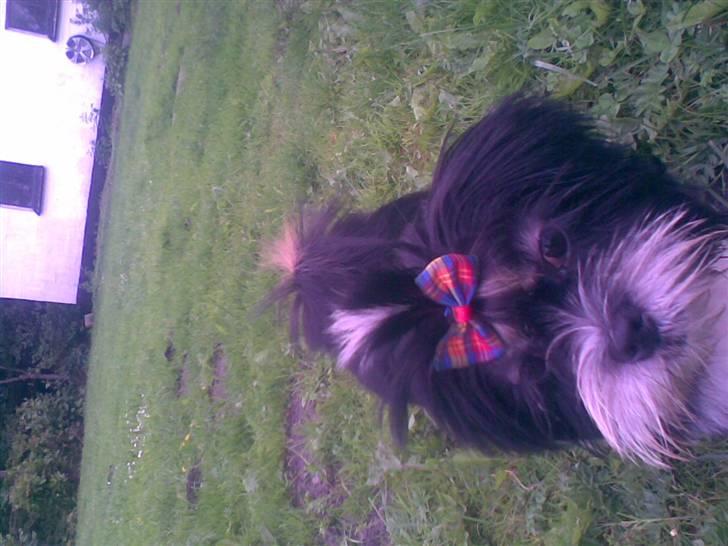 Lhasa apso Anton billede 8