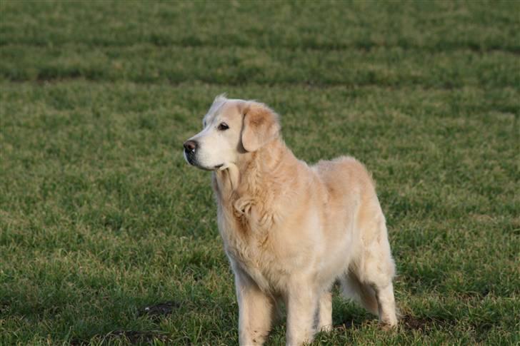 Golden retriever Gibbo billede 2