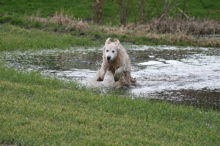 Golden retriever Gibbo - Yeeehaaa - her kommer jeg billede 3
