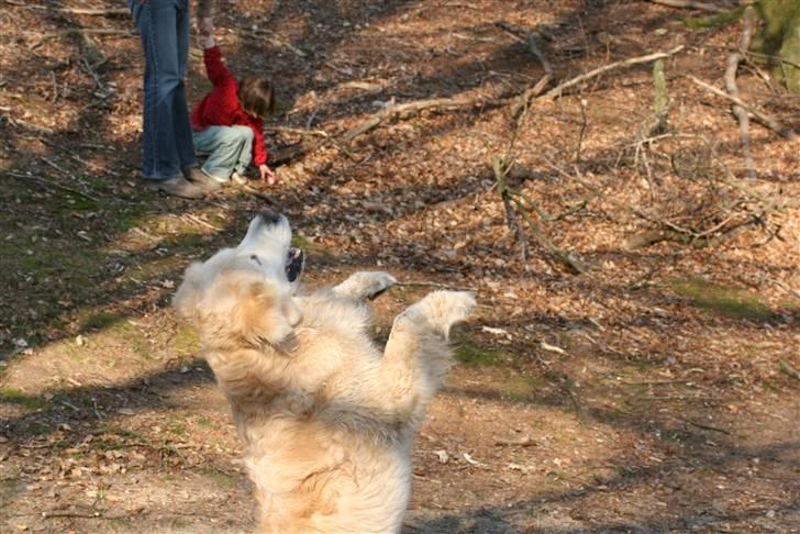 Golden retriever Gibbo - Hey - kan jeg fange den... billede 4