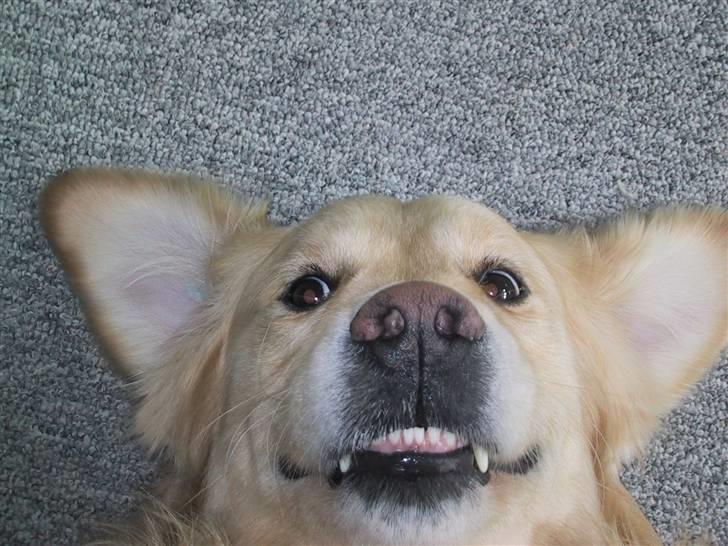 Golden retriever Gibbo - Mig vampyr... billede 5
