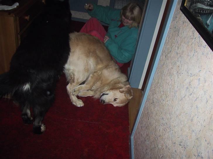 Golden retriever Gibbo - Gibbo vender på hovedet - sammen med sin ven Sheik billede 6